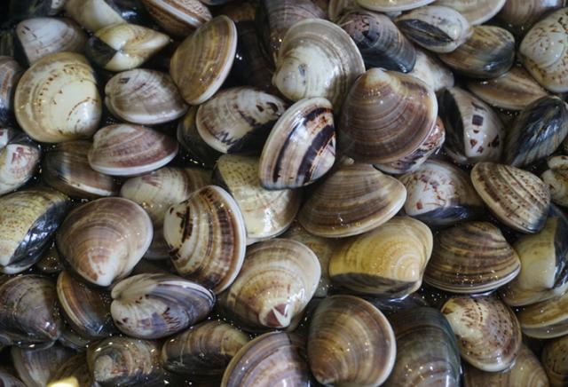 花蛤為什么不張口？買的花蛤怎么不張嘴，此文寫的精彩
