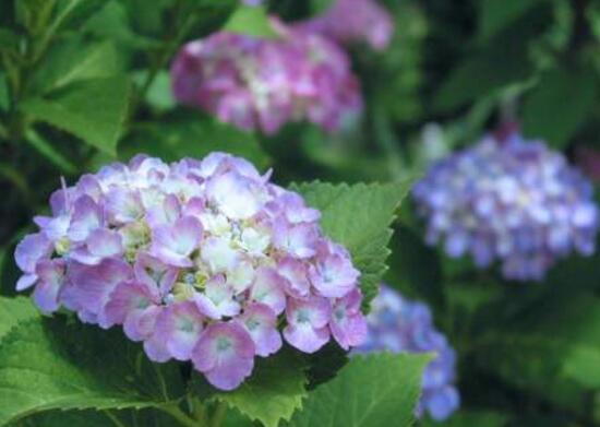 绣球花花语 绣球花花语，绣球花花语和寓意 生活