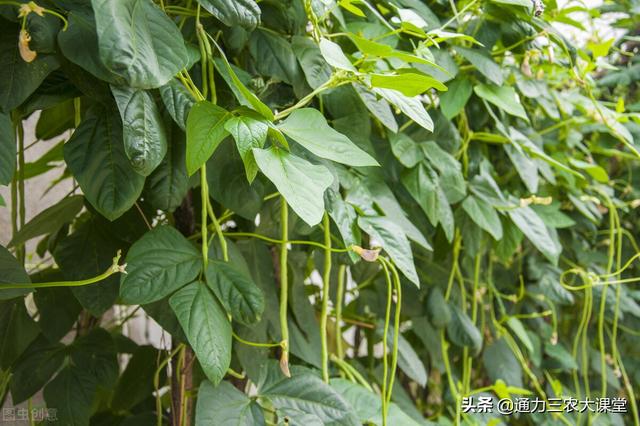 豆角结荚期如何管理，十几年种植户分享一个叶面肥，结荚多产量高3
