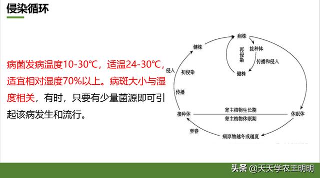 角斑病是怎么来的？到底是真菌还是细菌？分清症状对症下药9