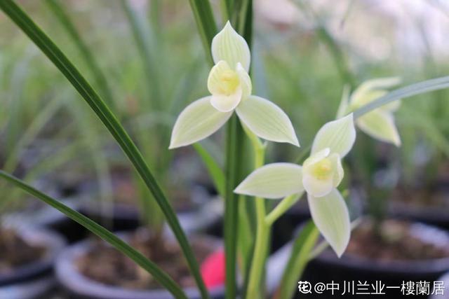 花图片大全