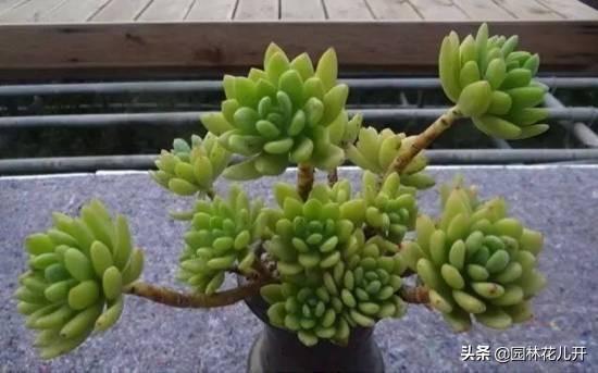 多肉植物图谱