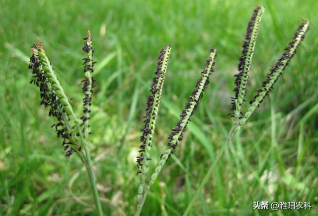 这个新药专治稻田各种恶性禾本科杂草，3天中毒，10天死草5