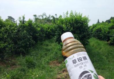 杂草总是打不完？用啥除草剂？草铵膦真的神奇吗？记住3个小配方16