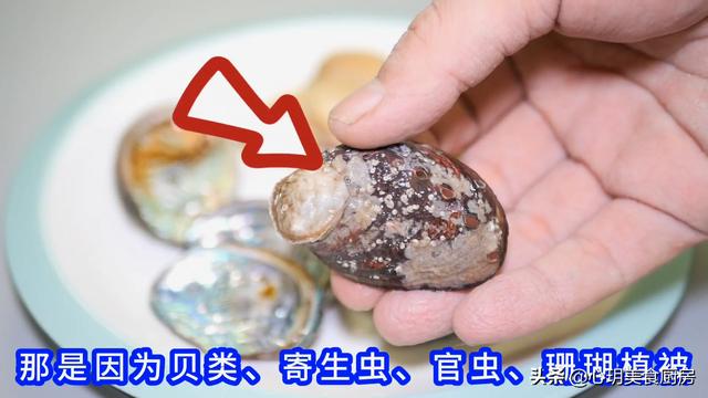 鲍鱼壳含有重金属和寄生虫 还能不能和肉一起煲汤 科学讲解 全网搜