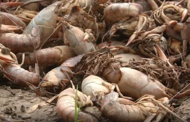 藕塘无人机打农药，300多亩小龙虾却突然死亡，虾农换水自救结果取证难？