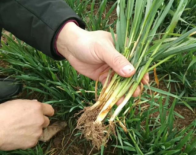 小麦返青拔节期，常见病虫害及防治方案2