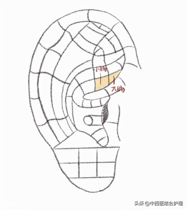 「中医耳穴」耳穴治疗腹泻，这几个穴位记准了
