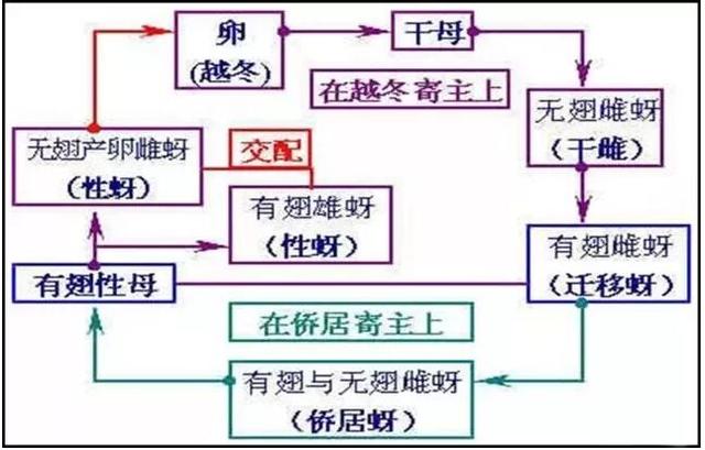 棉花蚜虫用什么农药好？棉花蚜虫最新防治方法2