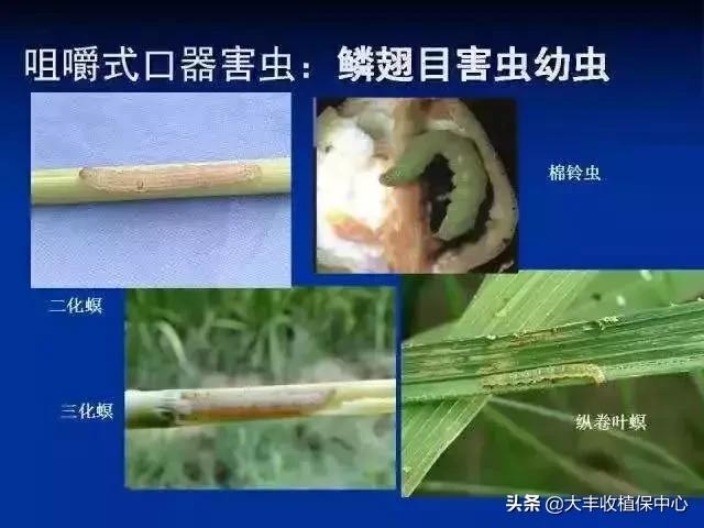 13个药效翻倍的混配杀虫“药方”！太厉害了！杀虫又杀卵