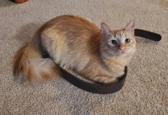 猫图片大全可爱 猫图片大全可爱