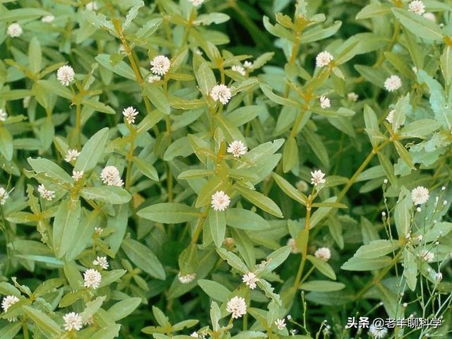 细胞破碎机维修