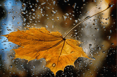 秋 天的 • 雨