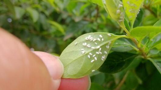 噻虫嗪的活性高，而且溶解强度比吡虫啉高5倍，杀虫彻底还壮根3