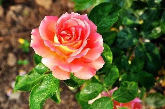 国花是什么花