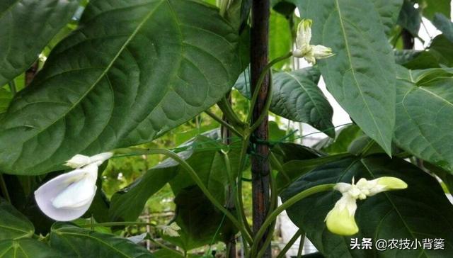 豆角化花是怎么回事