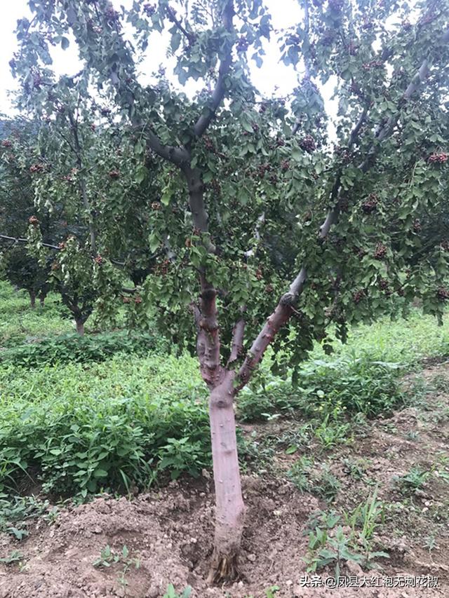 花椒之乡「凤县」公认80后土著花椒专家几句话根除花椒根腐病2