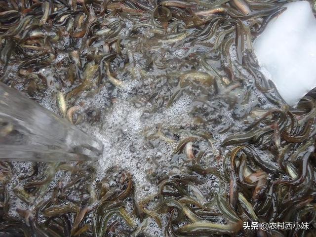 泥鳅煮多久杀死寄生虫