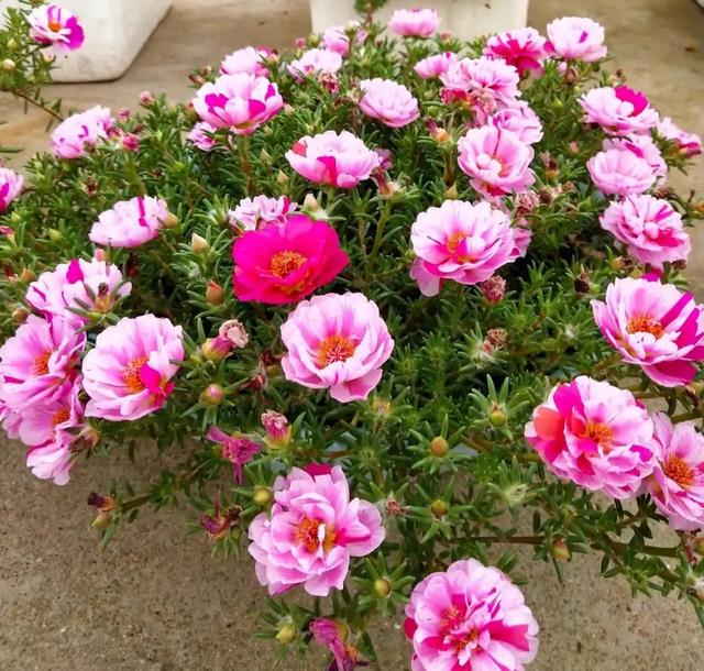 花卉种类
