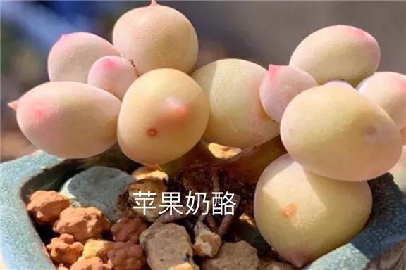 肉肉植物图片 肉肉植物图片（多肉植物图片及简介） 生活