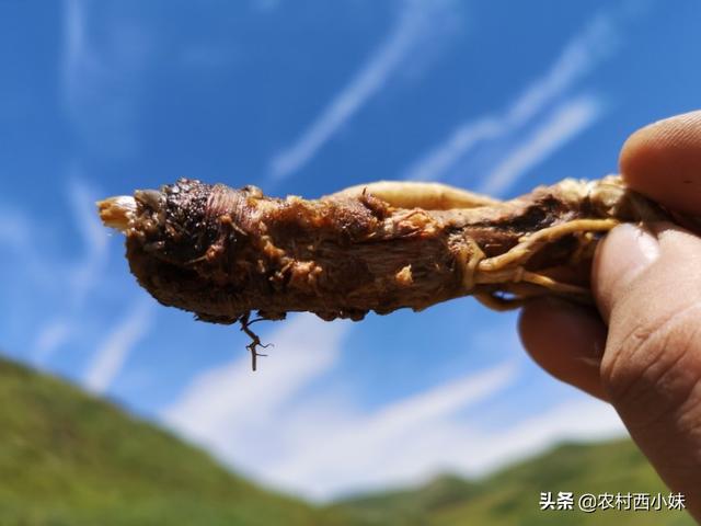 种植当归是烂根应该如何防治？2