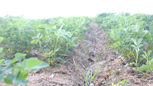 种花生如何使用芸苔素？抓好3点，方法简单，增产效果好2