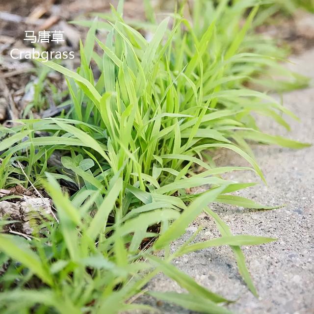 西瓜栽培技术之五：西瓜田杂草化学防除技术（附常见杂草高清图）5