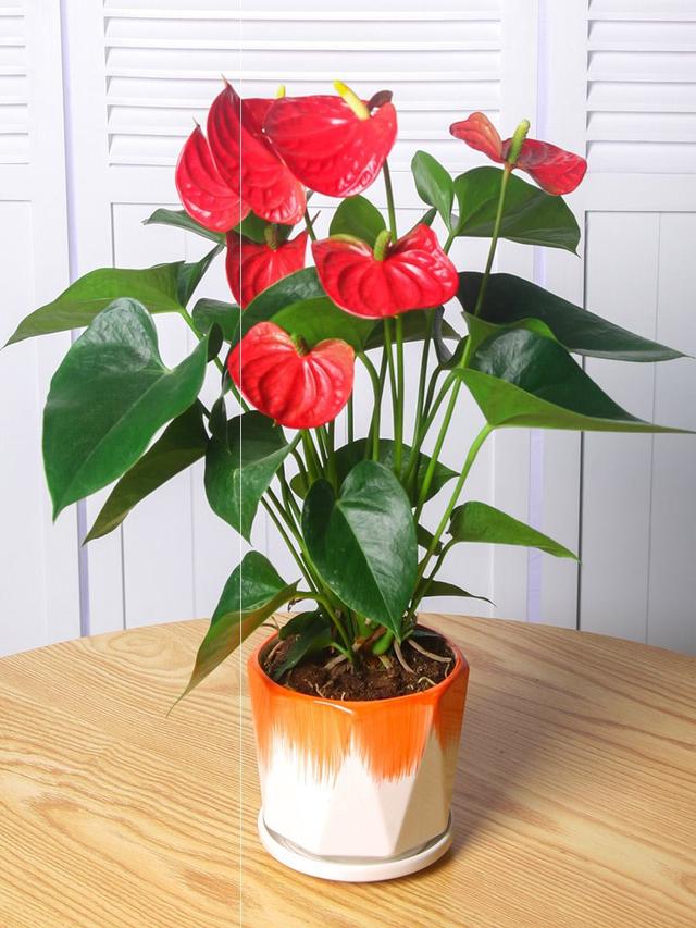 花卉种类