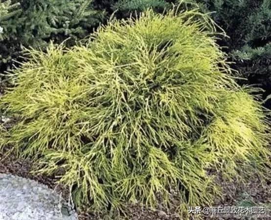 乔木有哪些