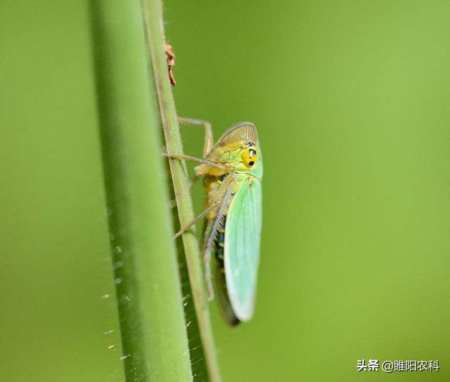 这个新药专治蚜虫白粉虱蓟马，瞬间阻止害虫吮吸，1天杀死害虫3