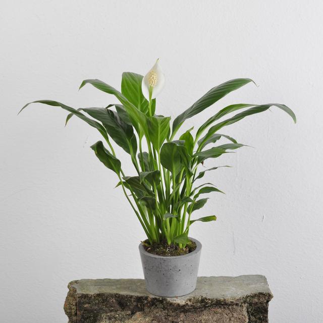 水生植物花卉 水生植物花卉（水生植物施工组织设计） 生活