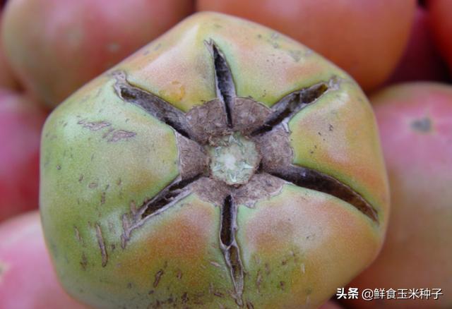 茄瓜果类蔬菜夏季高温期常见生理性障碍及防治措施26