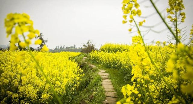 油菜种植对土壤有什么要求，怎样施肥，施什么肥好？