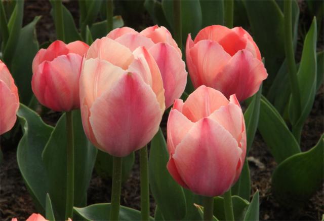 郁金香花语
