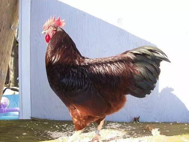 中国五大名鸡——中国五大名鸡简介-天晟网