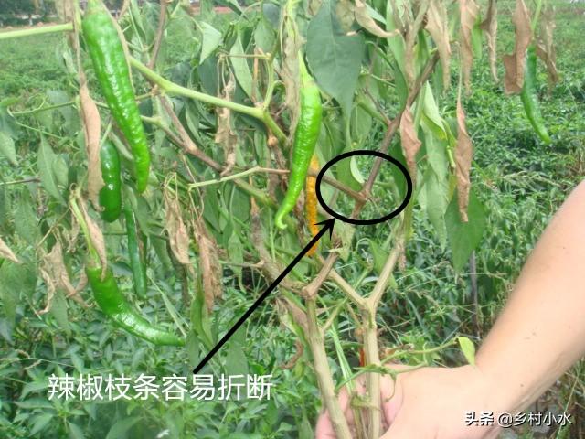 辣椒植株萎蔫找不到原因?分清植株受损部位，进行科学的防治5