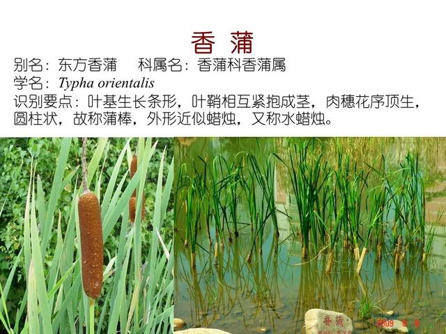 水生植物种类 水生植物种类（水生植物100种） 生活