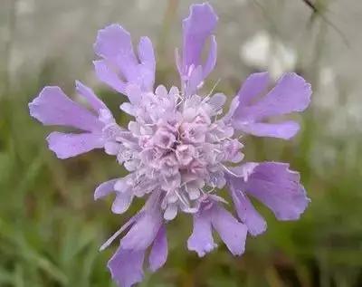 50种浪漫鲜花花语大全 50种浪漫鲜花花语大全（50种浪漫鲜花花语大全图片） 生活