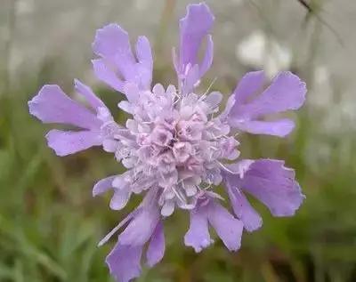 50种浪漫鲜花花语大全