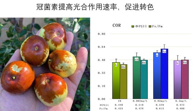 COR-冠菌素，冬枣脱青着色的关键技术，想提高收益的来看看5