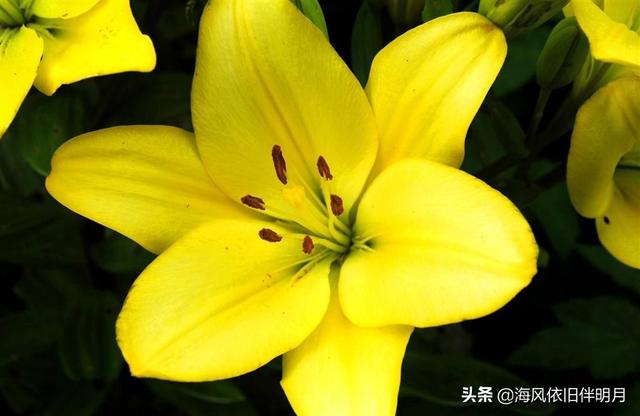 百合婚礼英文怎么写 漂亮的百合花 爱喜匠