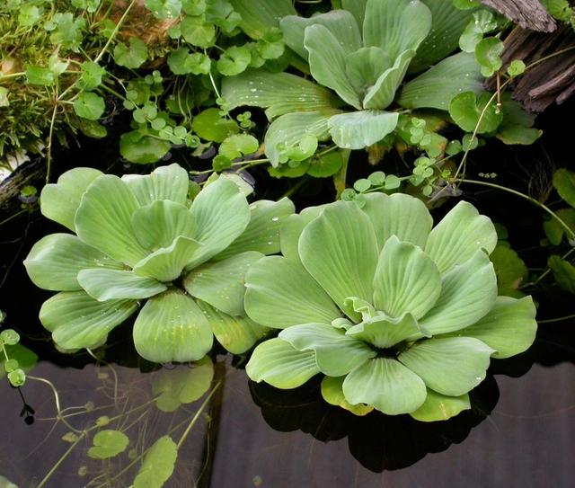 常见水生植物