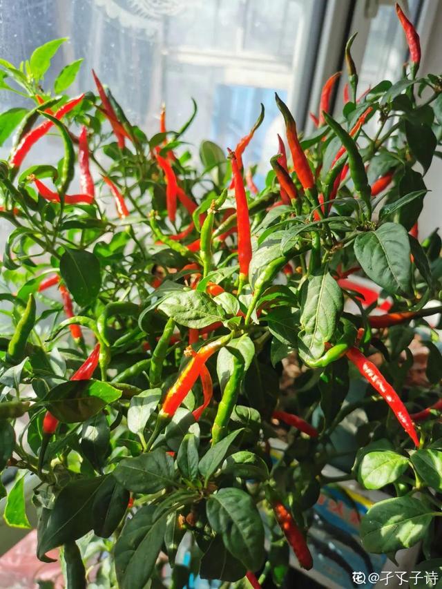 阳台种菜 阳台种菜（阳台种菜用什么土） 生活