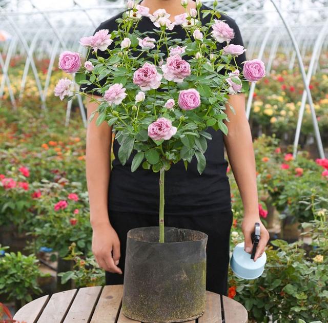 月季花品种