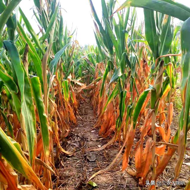 关于天气的农谚语有哪些（老祖宗预测天气的谚语）