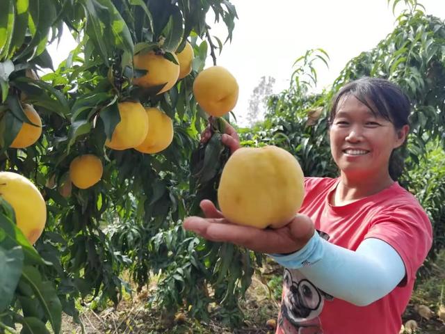 驻马店市驿城区蚁蜂镇：瓜果飘香 产业兴旺