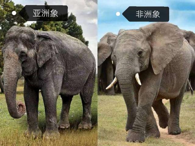 大象重量