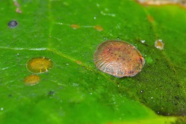 夏天烦人的蚧壳虫，有太多方法预防和清除了，赶紧学起来4