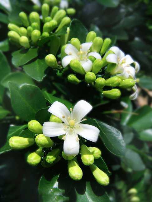 九里香花适合在室内养吗