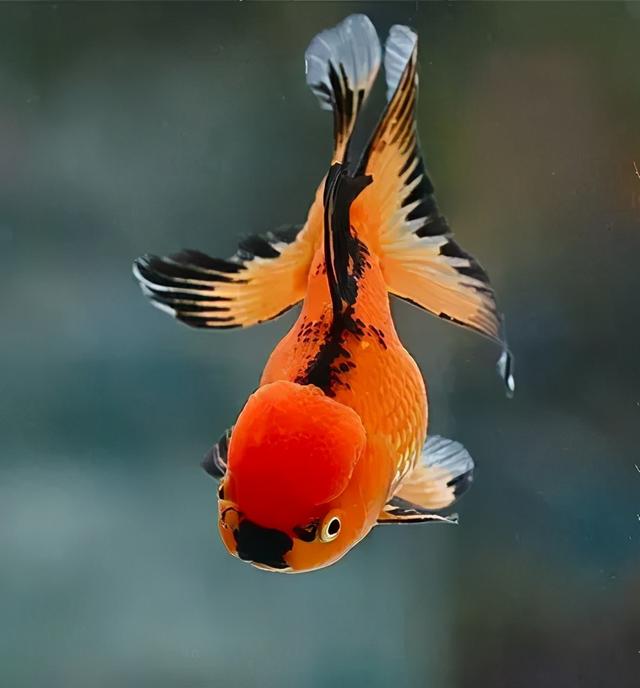 金鱼图片,其笔下的小金鱼集形态美,色彩美和运动美于一体